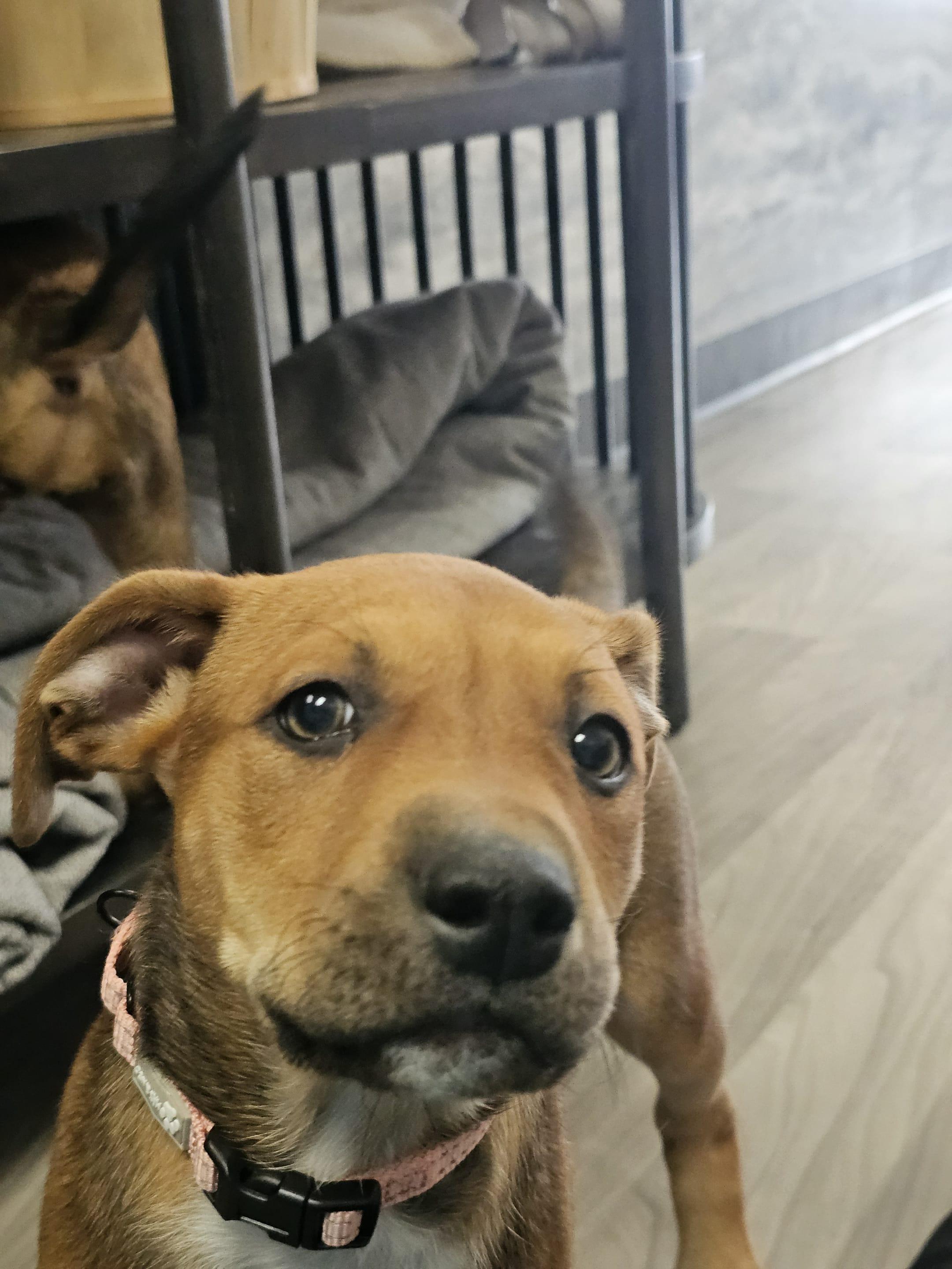 Reese the mixed breed puppy, a Adoptable mixed breed in Muskego, WI image 4/5