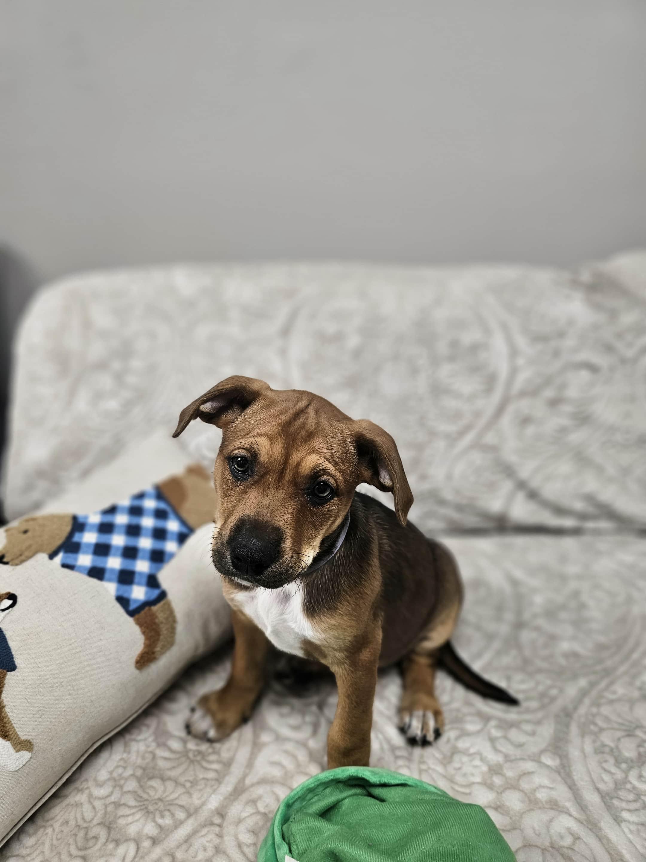 Reese the mixed breed puppy, a Adoptable mixed breed in Muskego, WI image 5/5