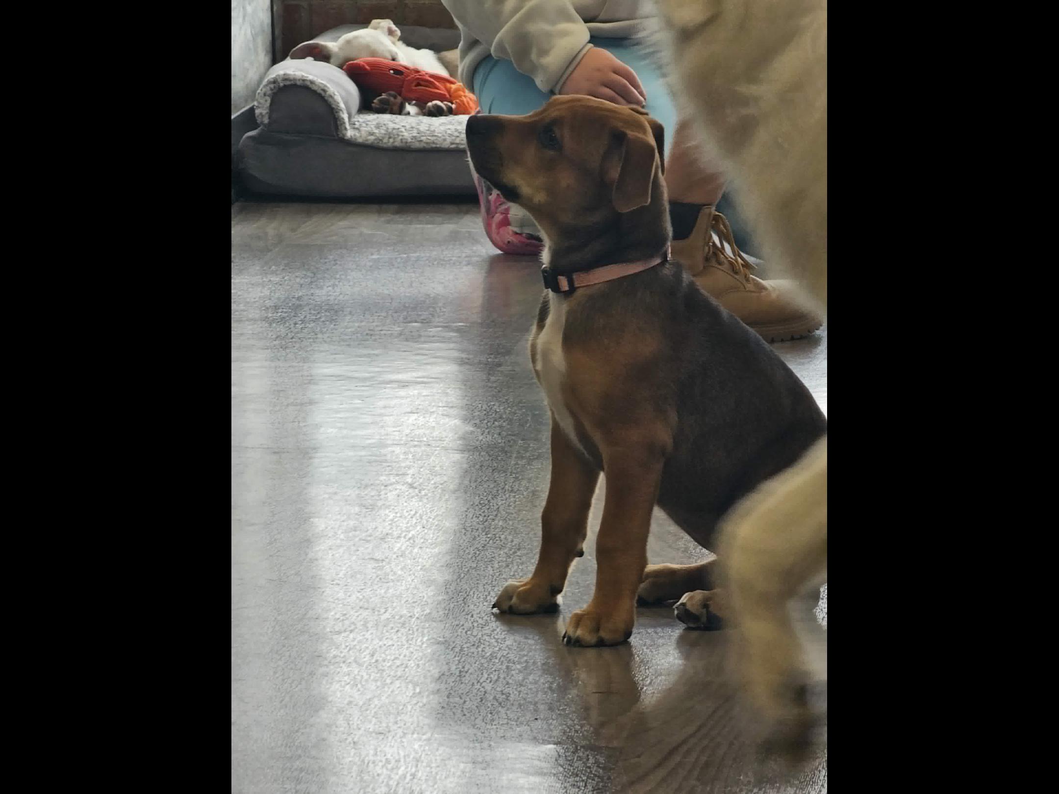 Reese the mixed breed puppy, a Adoptable mixed breed in Muskego, WI image 3/5