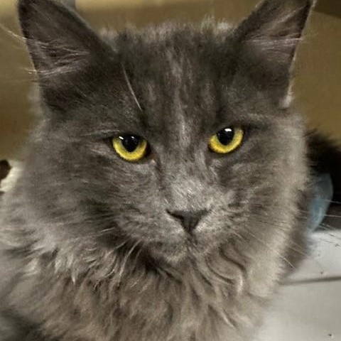 Enlarge Alexander - So Handsome, a ADOPTABLE Russian Blue in Hoquiam, WA image 2/5