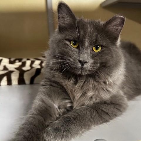 Enlarge Alexander - So Handsome, a ADOPTABLE Russian Blue in Hoquiam, WA image 1/5