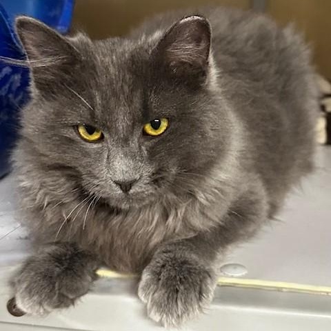 Enlarge Alexander - So Handsome, a ADOPTABLE Russian Blue in Hoquiam, WA image 3/5