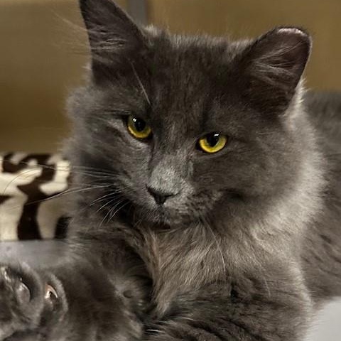 Enlarge Alexander - So Handsome, a ADOPTABLE Russian Blue in Hoquiam, WA image 5/5