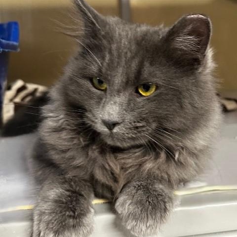 Enlarge Alexander - So Handsome, a ADOPTABLE Russian Blue in Hoquiam, WA image 4/5