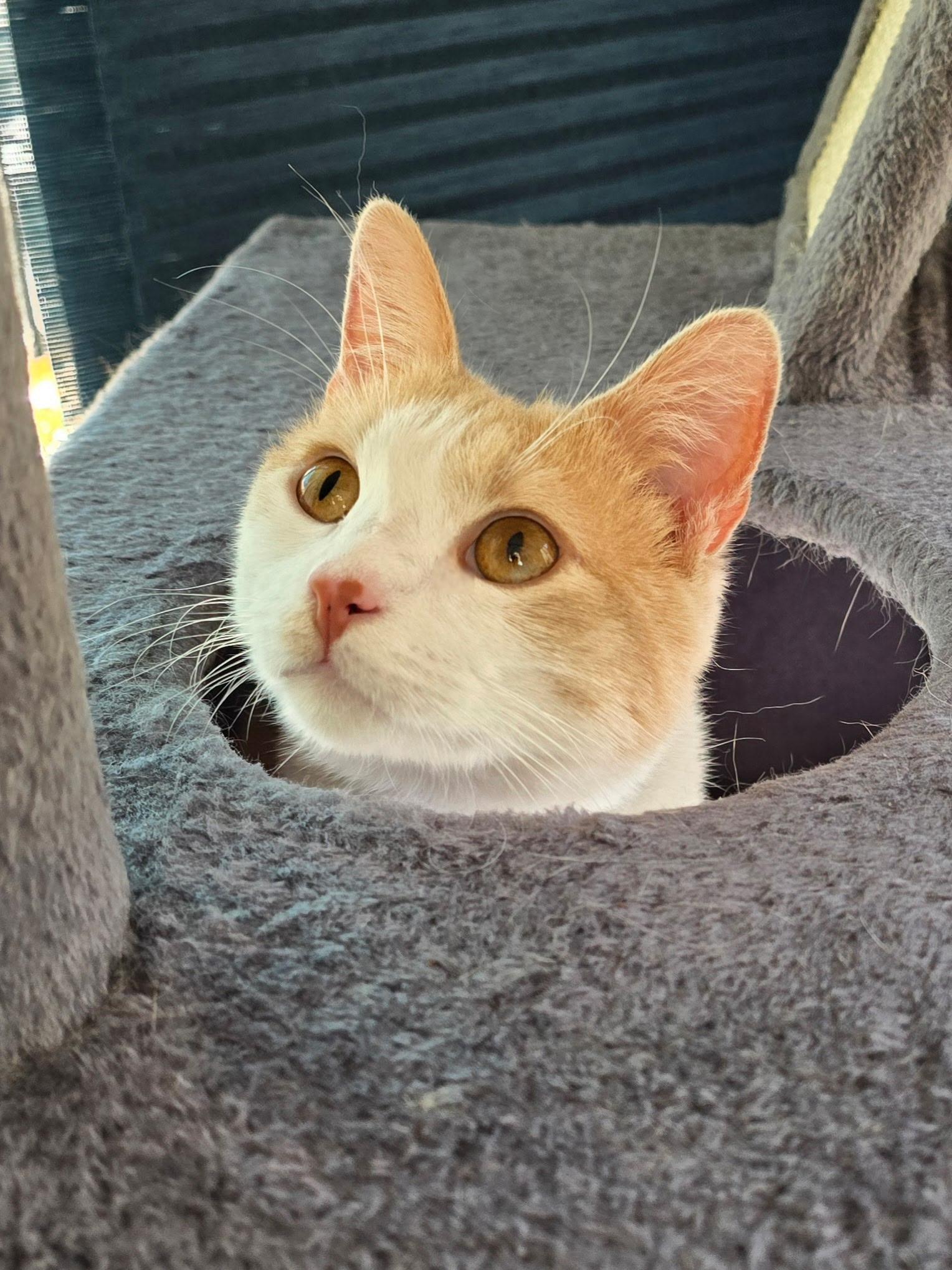 Mimolette, a Adoptable Tabby in Santa Monica, CA image 1/5