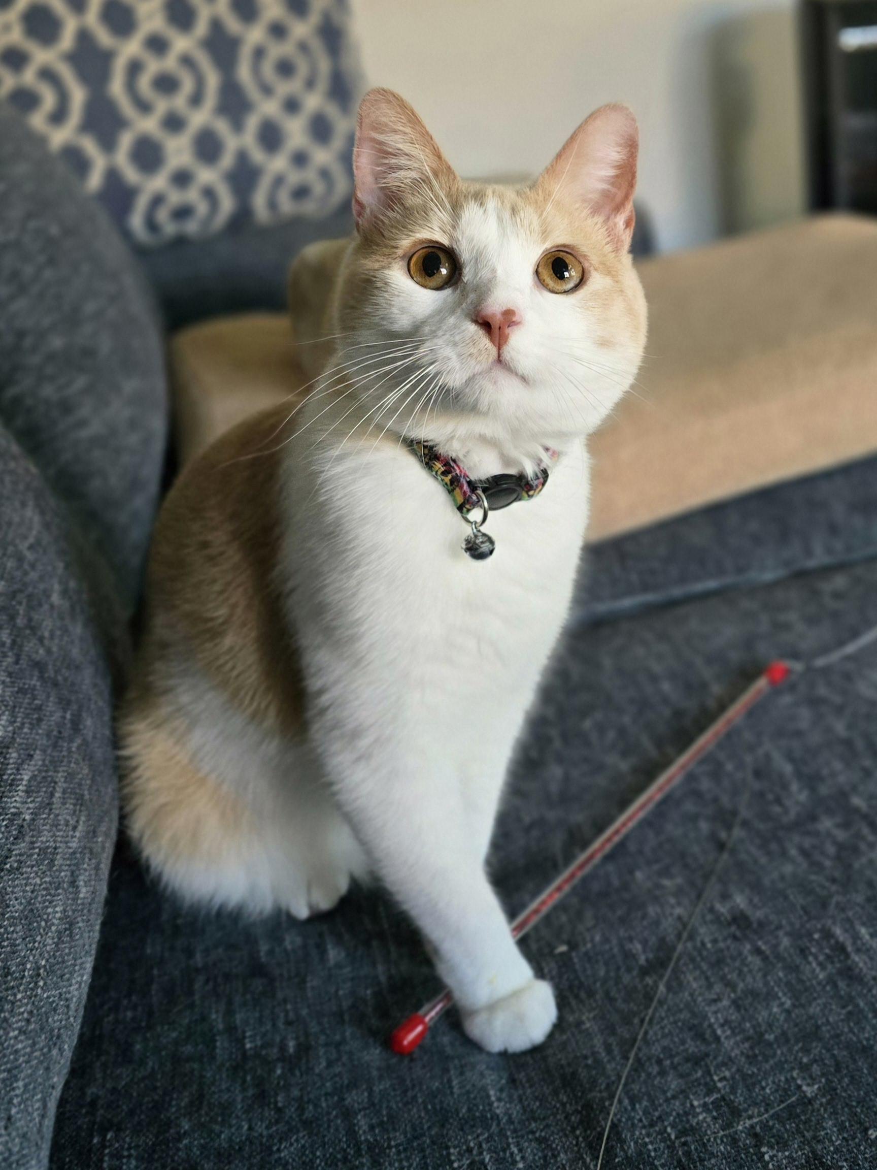 Mimolette, a Adoptable Tabby in Santa Monica, CA image 2/5