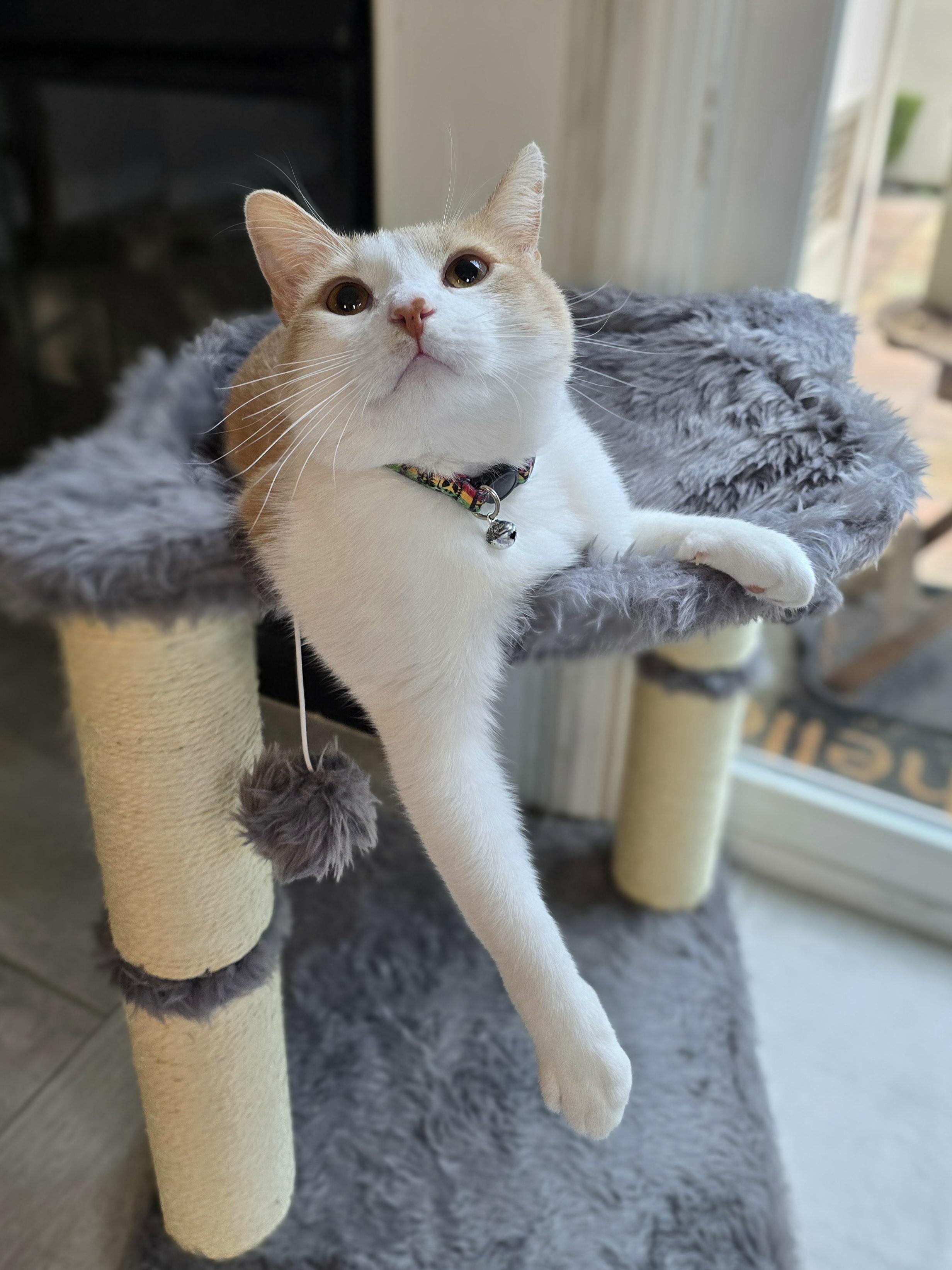 Mimolette, a Adoptable Tabby in Santa Monica, CA image 5/5