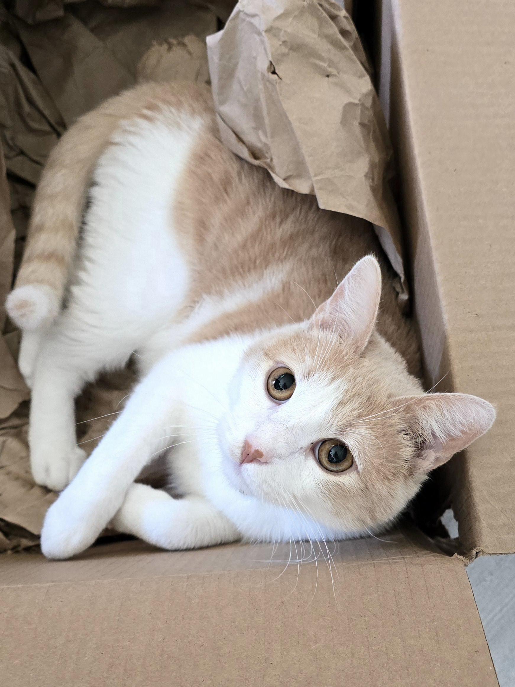 Mimolette, a Adoptable Tabby in Santa Monica, CA image 3/5