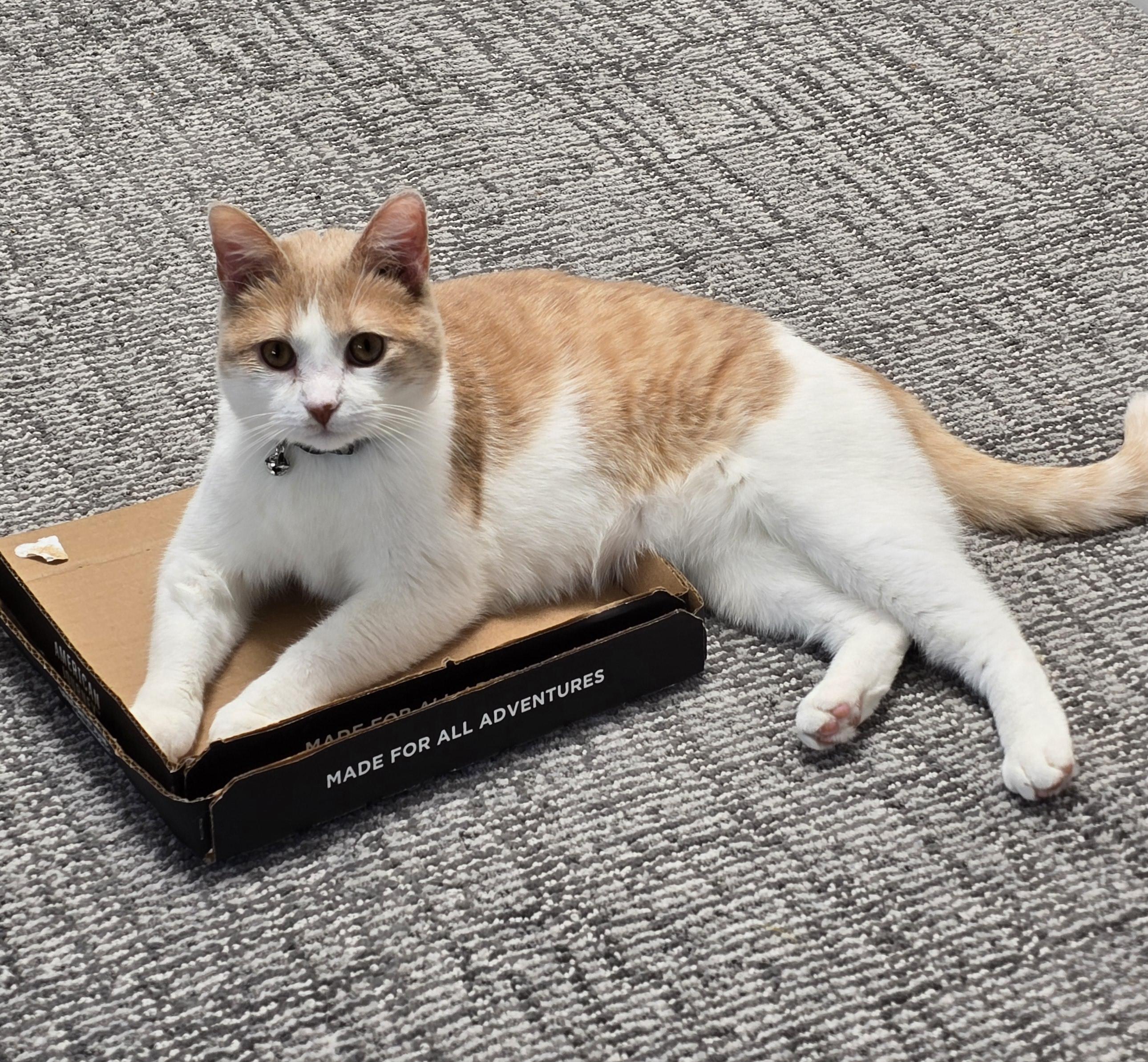 Mimolette, a Adoptable Tabby in Santa Monica, CA image 4/5