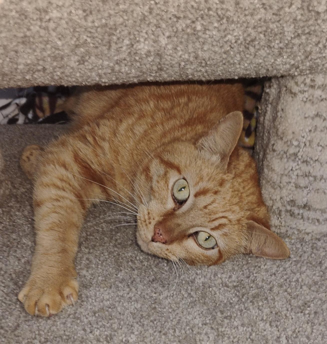 Layla, ADOPTABLE, Senior Female Domestic Short Hair.