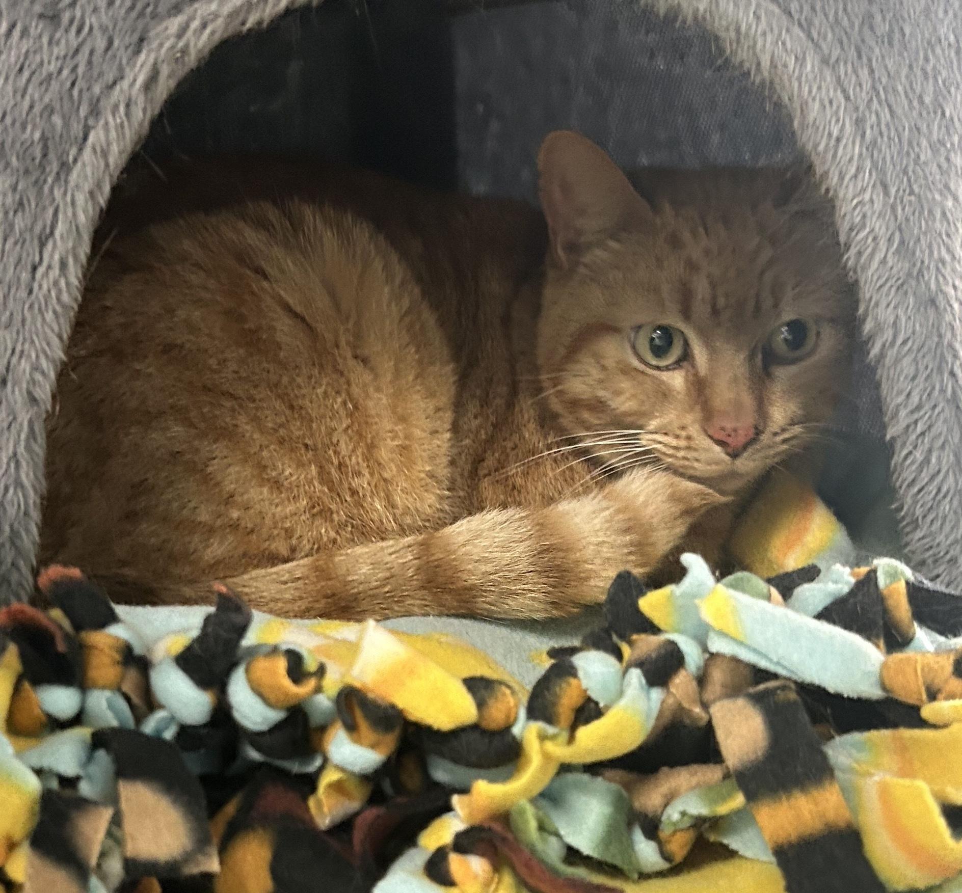 Layla, a ADOPTABLE Domestic Short Hair in New Port Richey, FL image 2/2