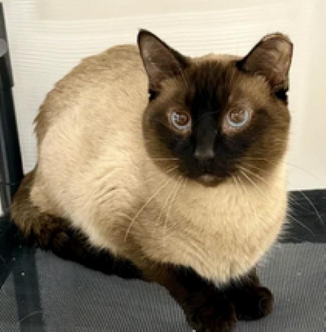 DEXTER, a ADOPTABLE Siamese in Madison, WI image 2/4