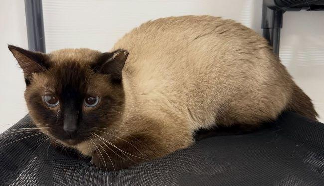 DEXTER, a ADOPTABLE Siamese in Madison, WI image 3/4