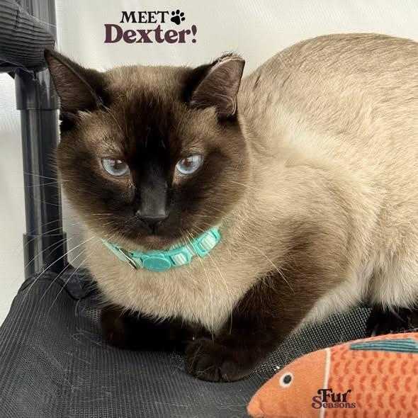 DEXTER, ADOPTABLE, Kitten Male Siamese.