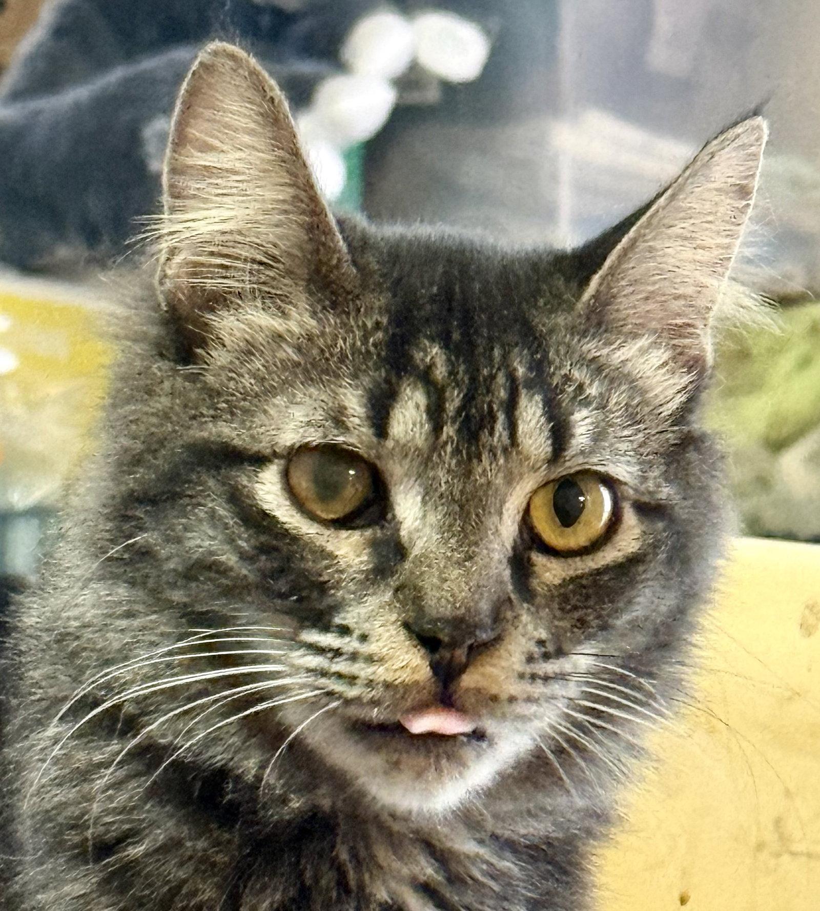 Cuddles, Adopted, Kitten Female Domestic Medium Hair.