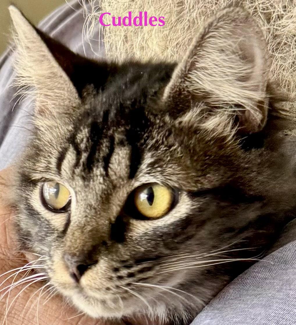 Cuddles, a Adopted Domestic Medium Hair in Glendale, AZ image 2/3