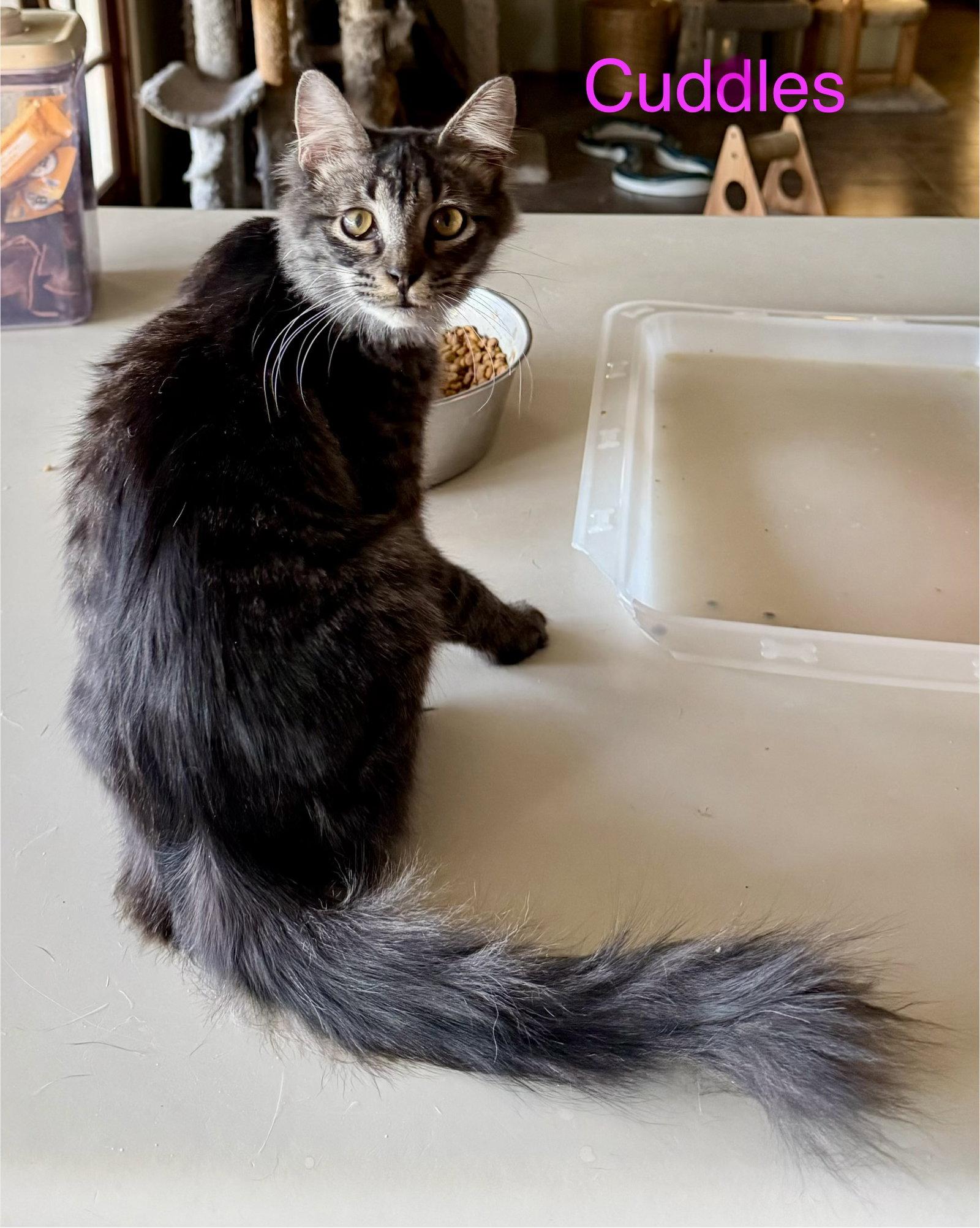 Cuddles, a Adopted Domestic Medium Hair in Glendale, AZ image 3/3