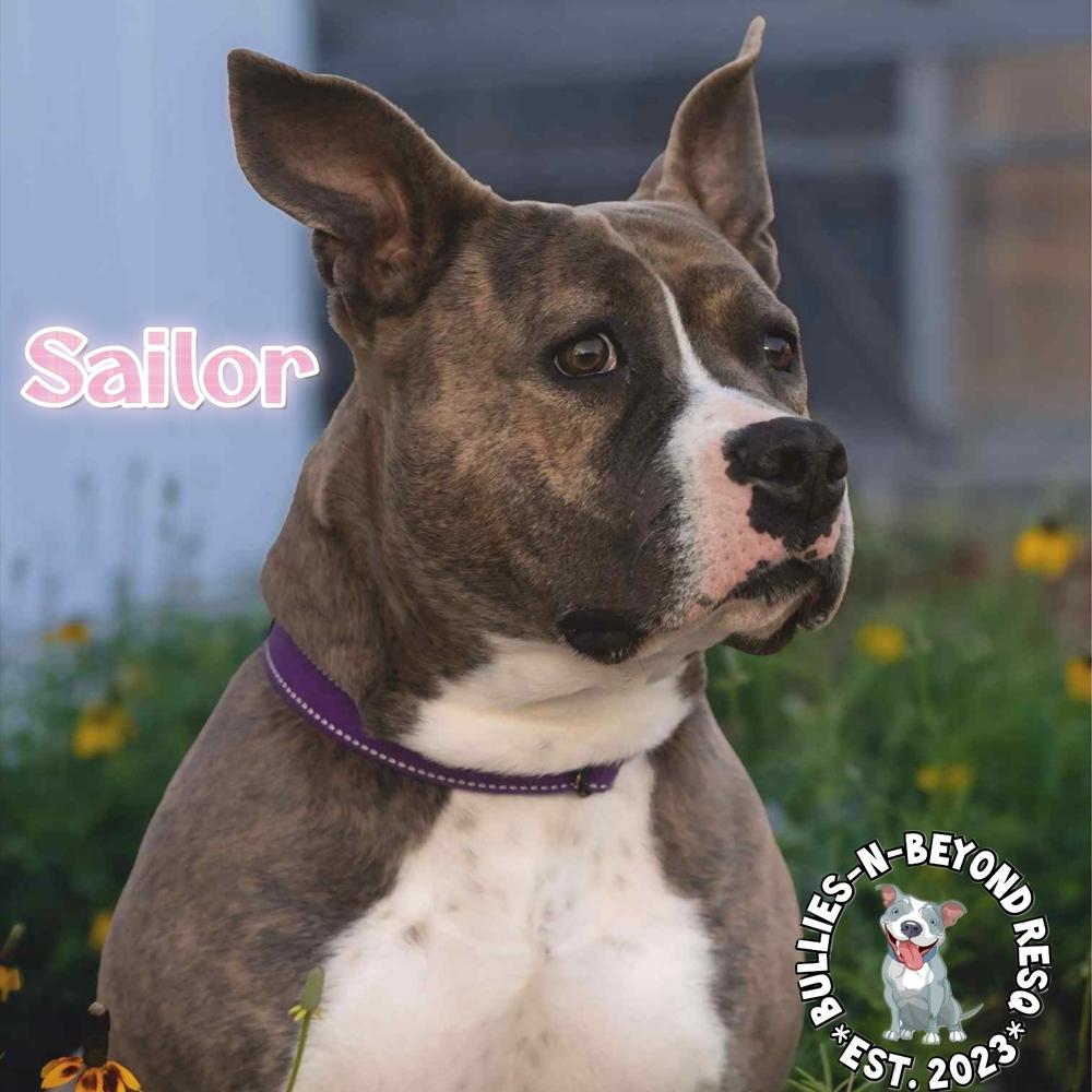 Enlarge Sailor, a Adoptable American Staffordshire Terrier in Omaha, NE image 1/6