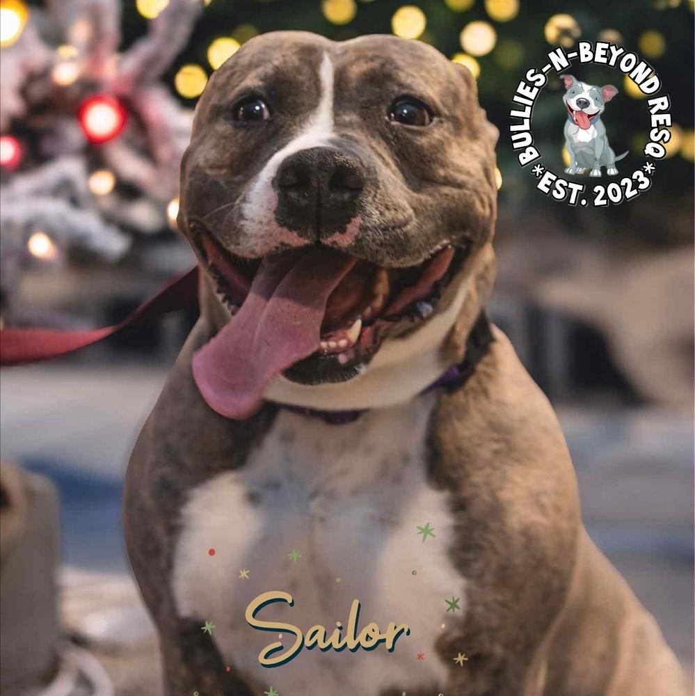 Enlarge Sailor, a Adoptable American Staffordshire Terrier in Omaha, NE image 2/6
