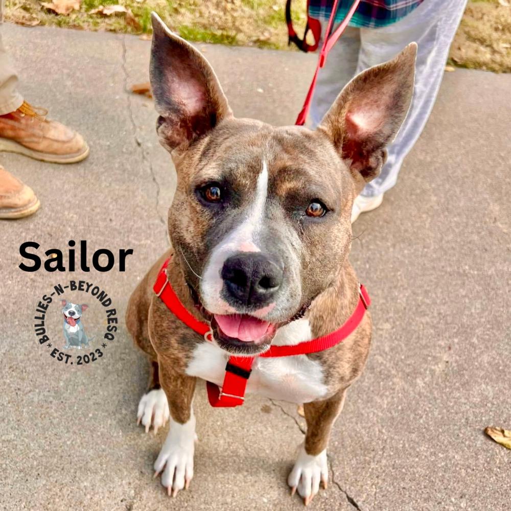 Enlarge Sailor, a Adoptable American Staffordshire Terrier in Omaha, NE image 3/6
