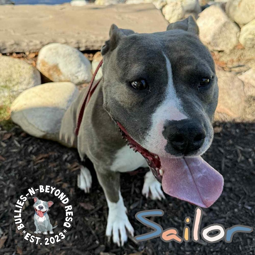 Enlarge Sailor, a Adoptable American Staffordshire Terrier in Omaha, NE image 5/6
