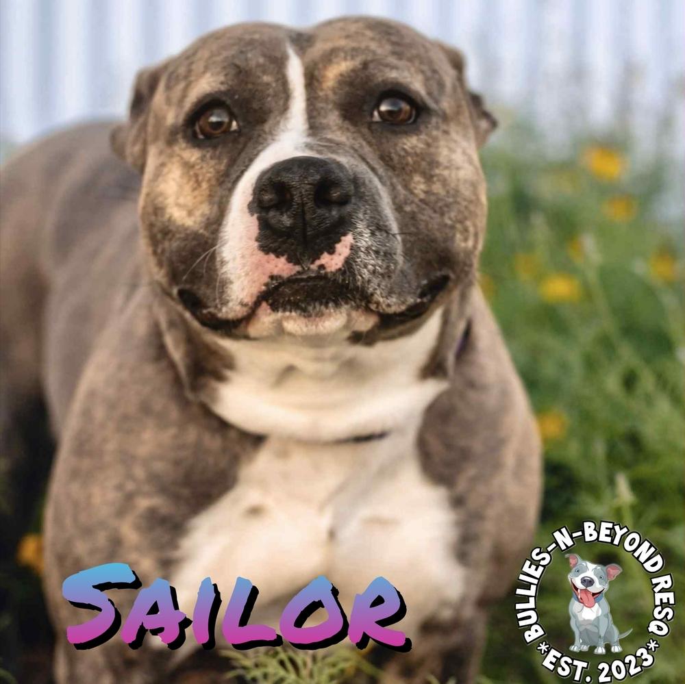Enlarge Sailor, a Adoptable American Staffordshire Terrier in Omaha, NE image 6/6