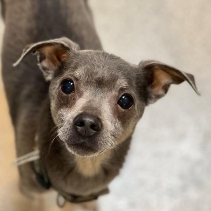 Stuart, a Adoptable mixed breed in Sacramento, CA image 5/5