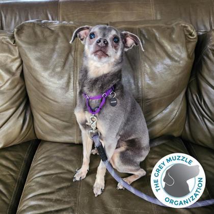 Stuart, a Adoptable mixed breed in Sacramento, CA image 2/5