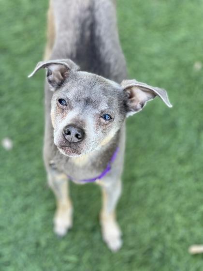 Stuart, a Adoptable mixed breed in Sacramento, CA image 3/5