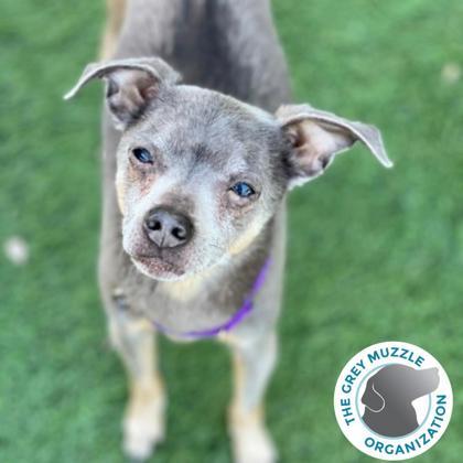 Stuart, Adoptable, Senior Male Chihuahua.