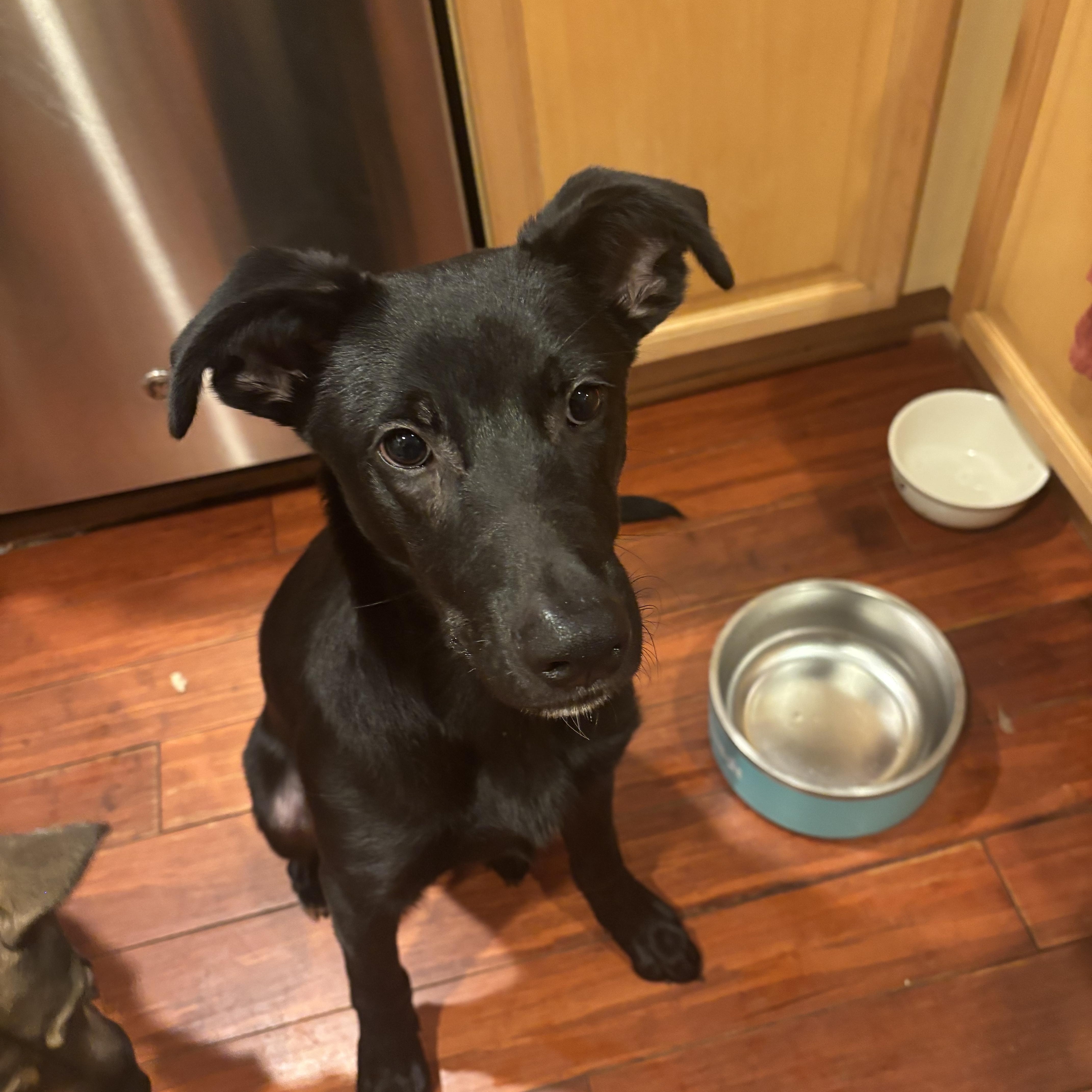 Archer, adopted, Puppy Male Black Labrador Retriever.