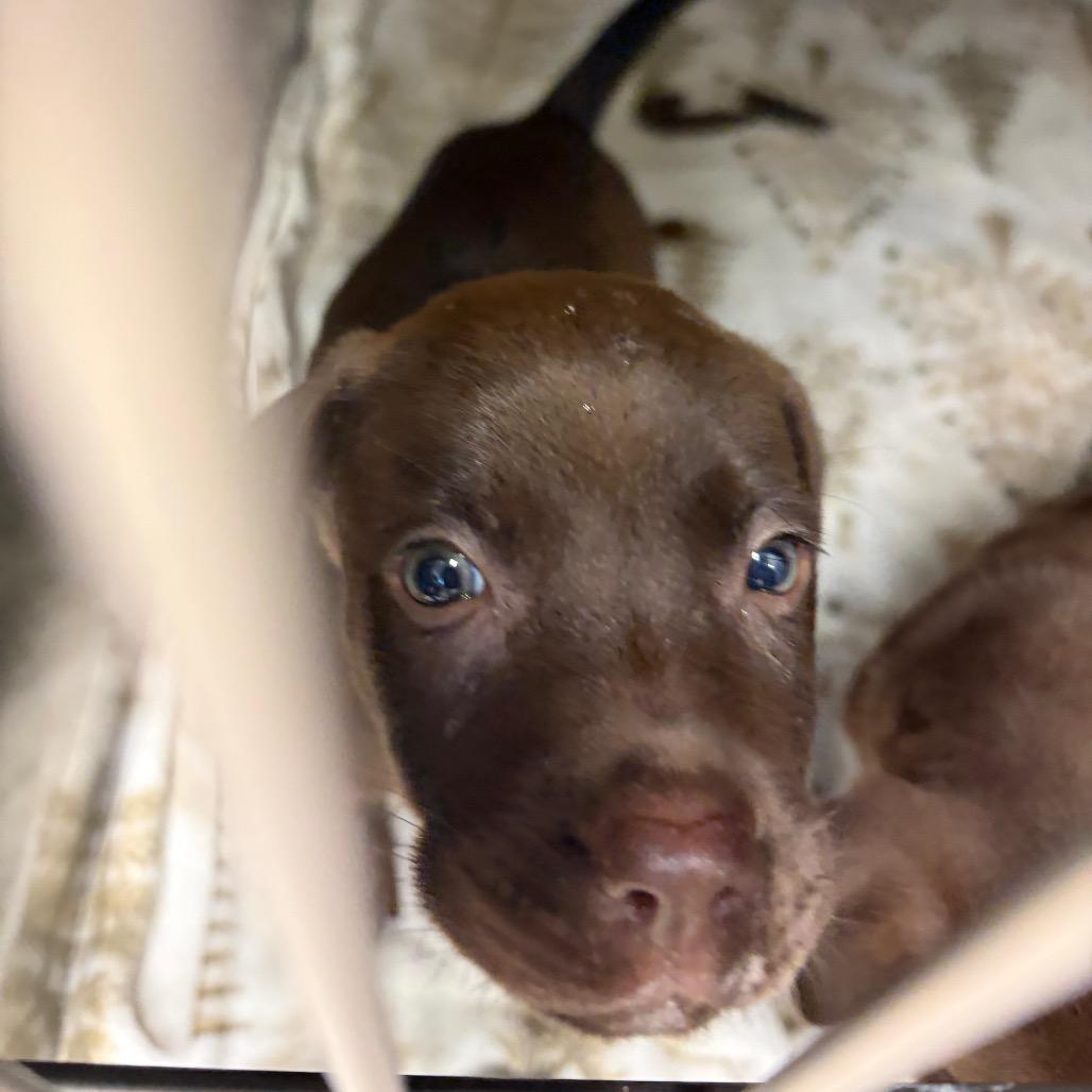 Brandi, Adoptable, Puppy Female Mixed Breed.