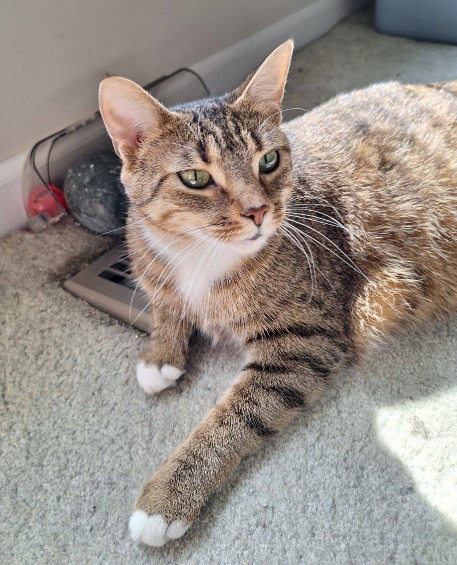 Enlarge Kellie, a Adoptable Domestic Short Hair in Garden City, MI image 1/5