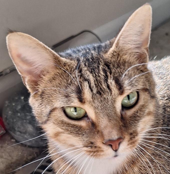 Enlarge Kellie, a Adoptable Domestic Short Hair in Garden City, MI image 2/5