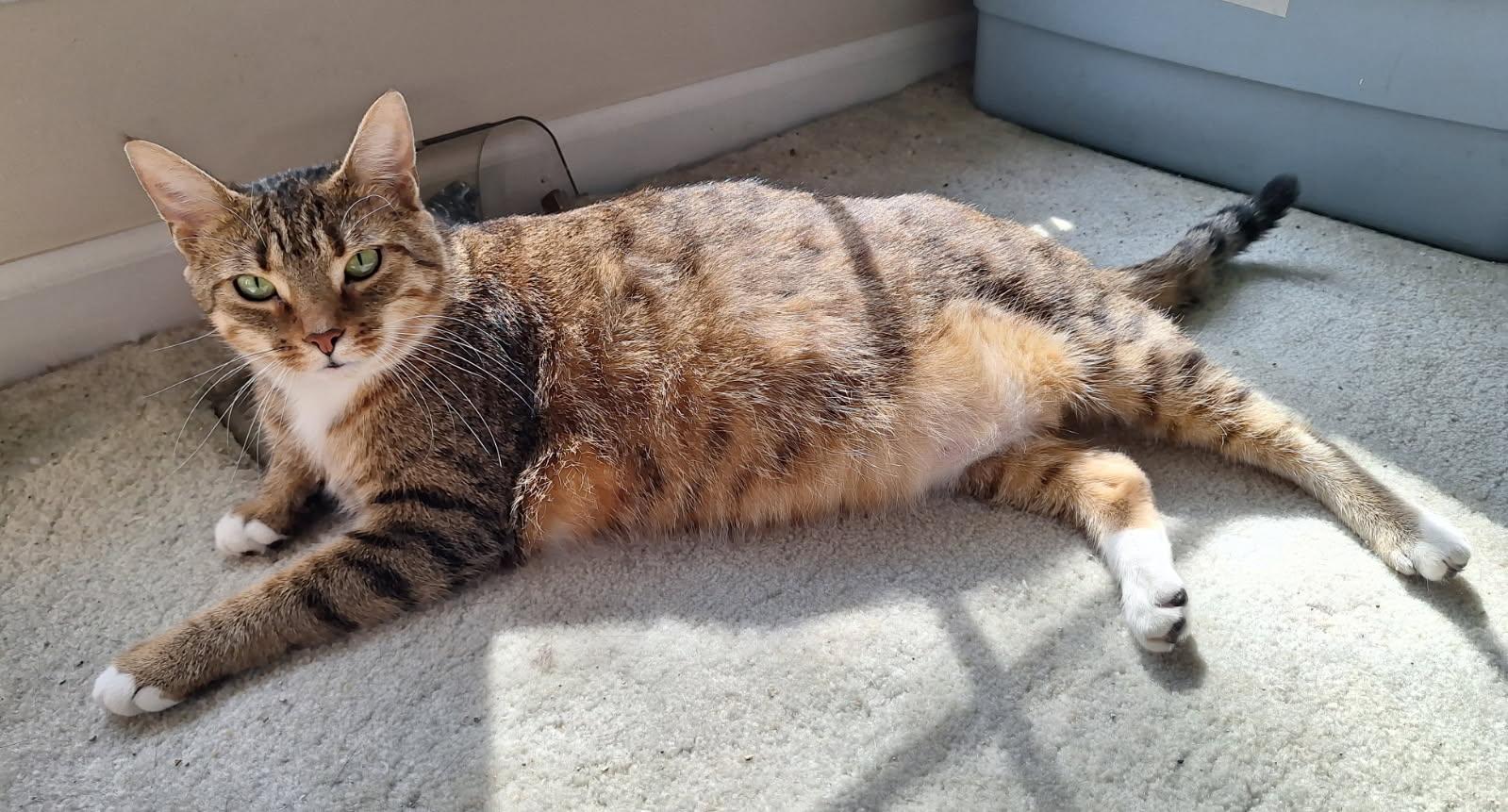 Enlarge Kellie, a Adoptable Domestic Short Hair in Garden City, MI image 3/5