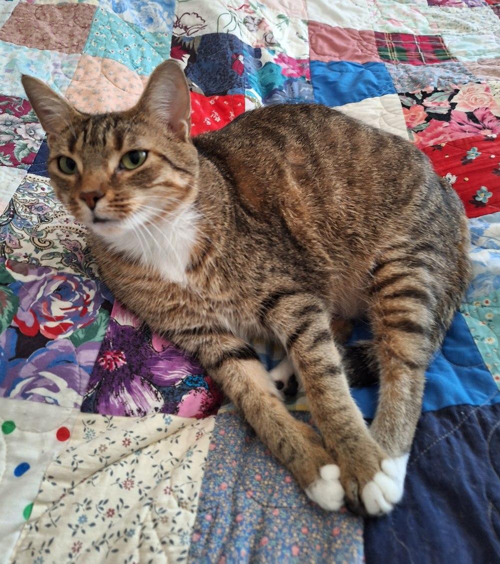 Enlarge Kellie, a Adoptable Domestic Short Hair in Garden City, MI image 4/5