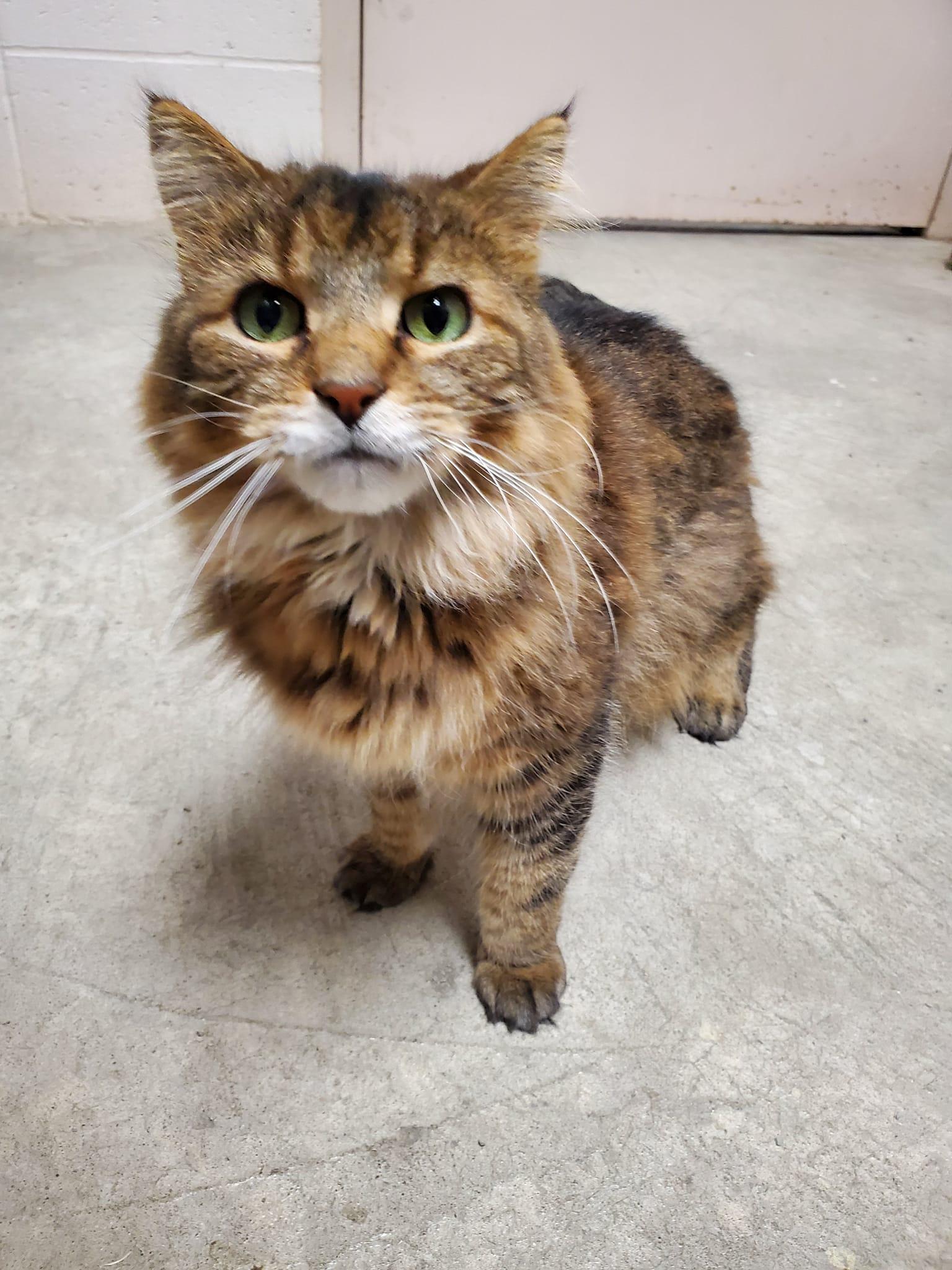 Stanley, an adoptable Domestic Long Hair in Chilton, WI image 3/4
