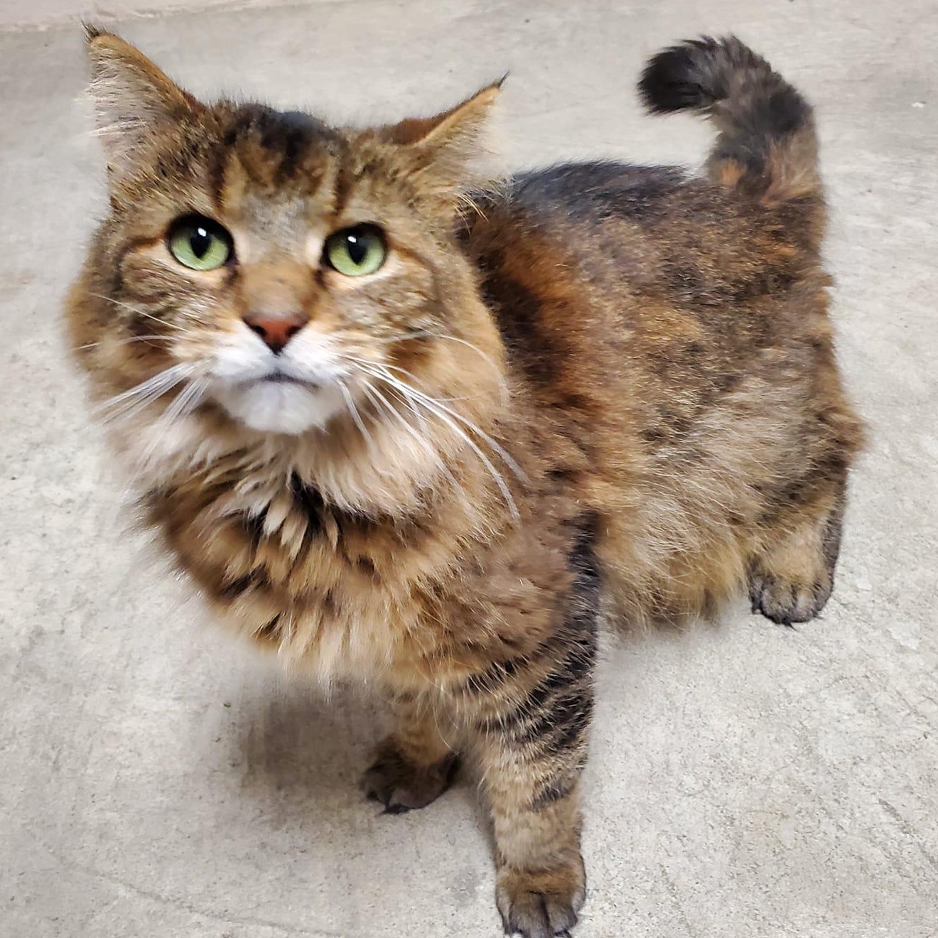 Stanley, an adoptable Domestic Long Hair in Chilton, WI image 1/4
