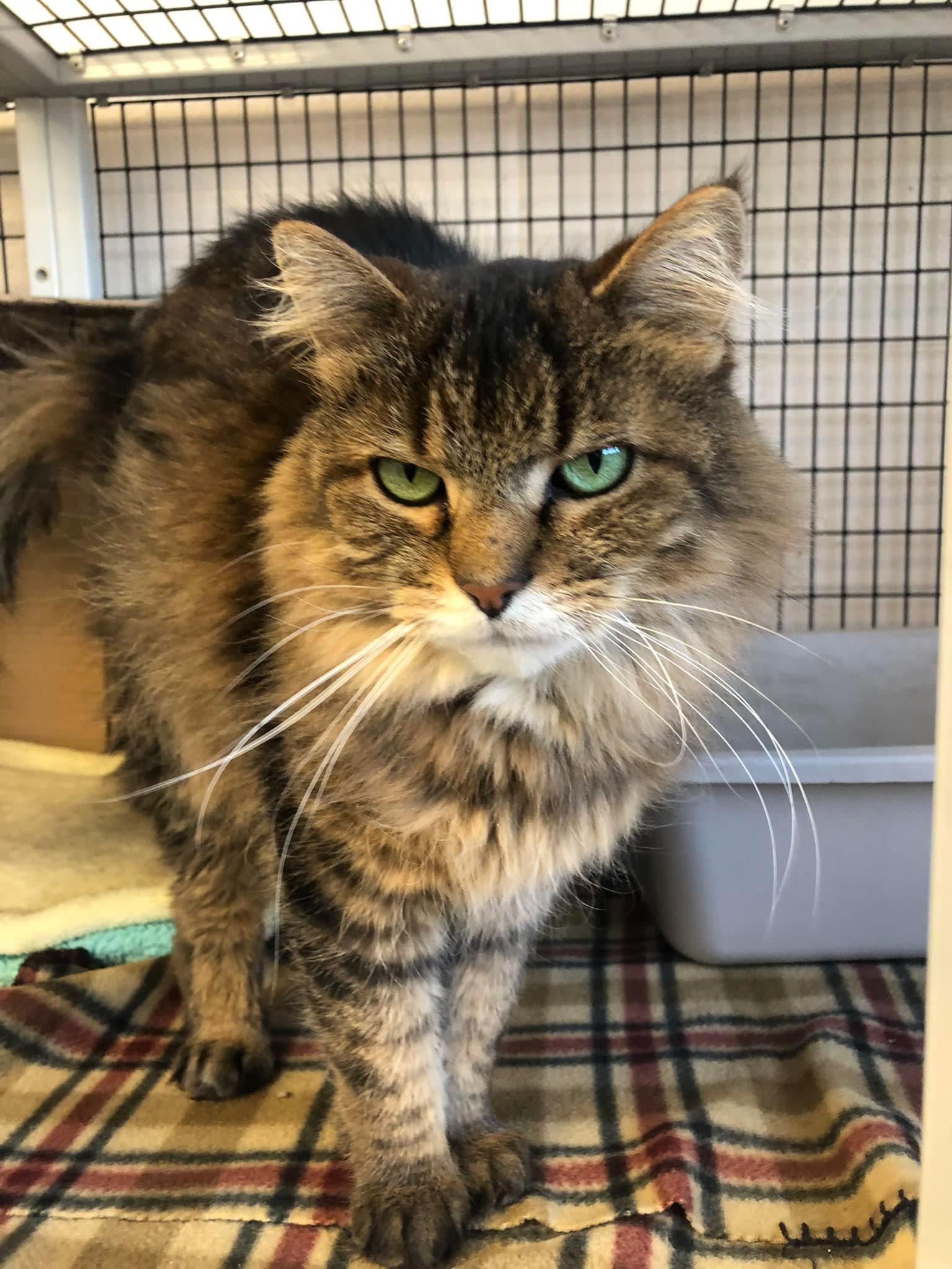 Stanley, an adoptable Domestic Long Hair in Chilton, WI image 2/4