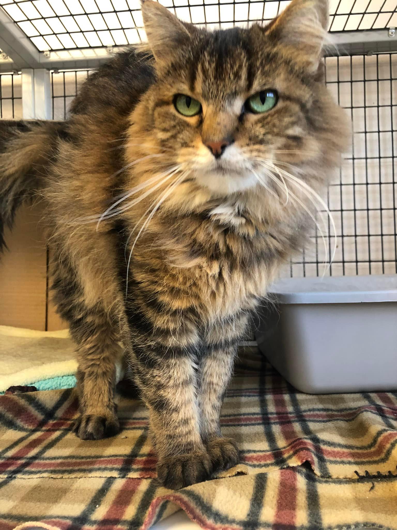 Stanley, an adoptable Domestic Long Hair in Chilton, WI image 4/4
