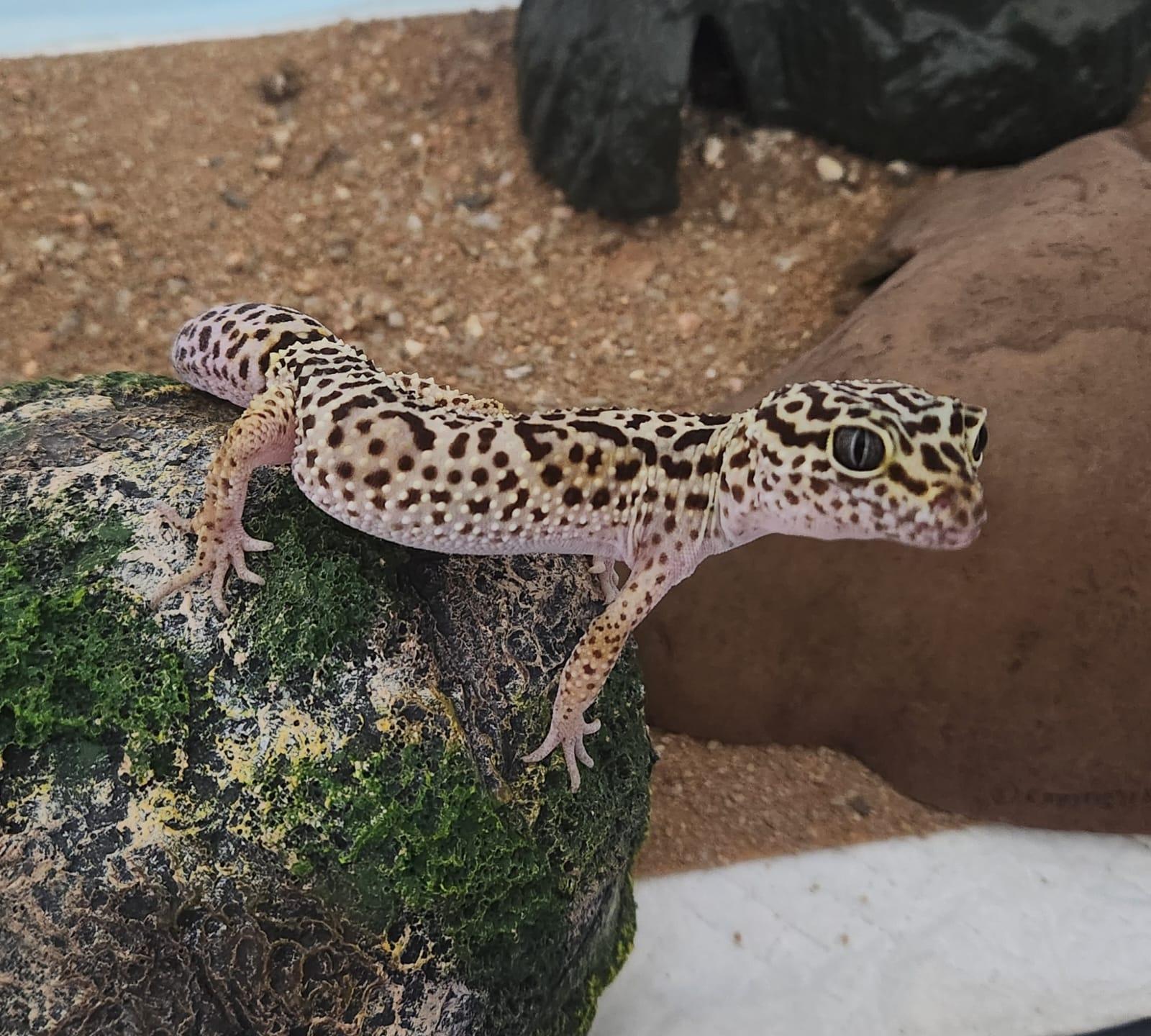 Geico