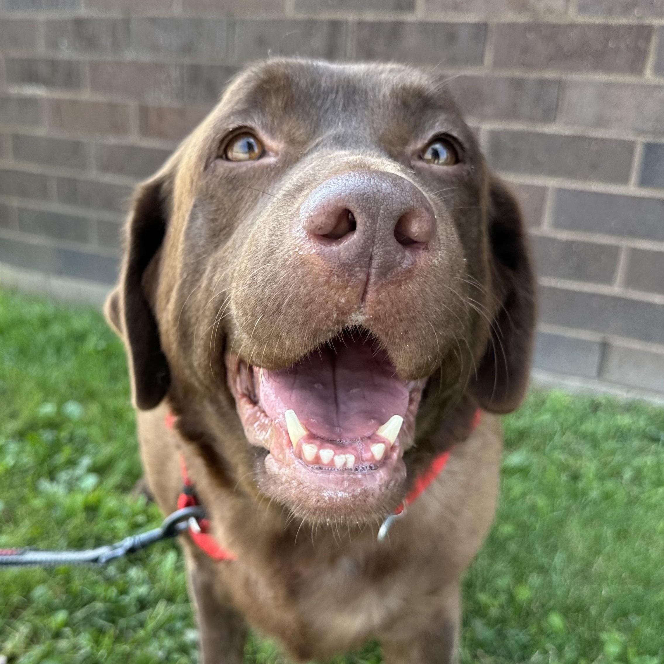 Good Girl - Foster Home Needed