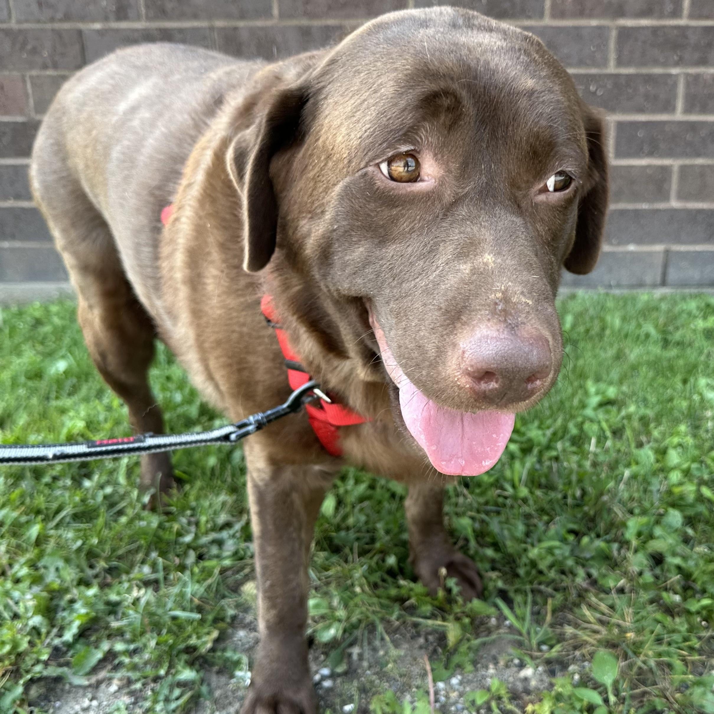 Good Girl - Foster Home Needed
