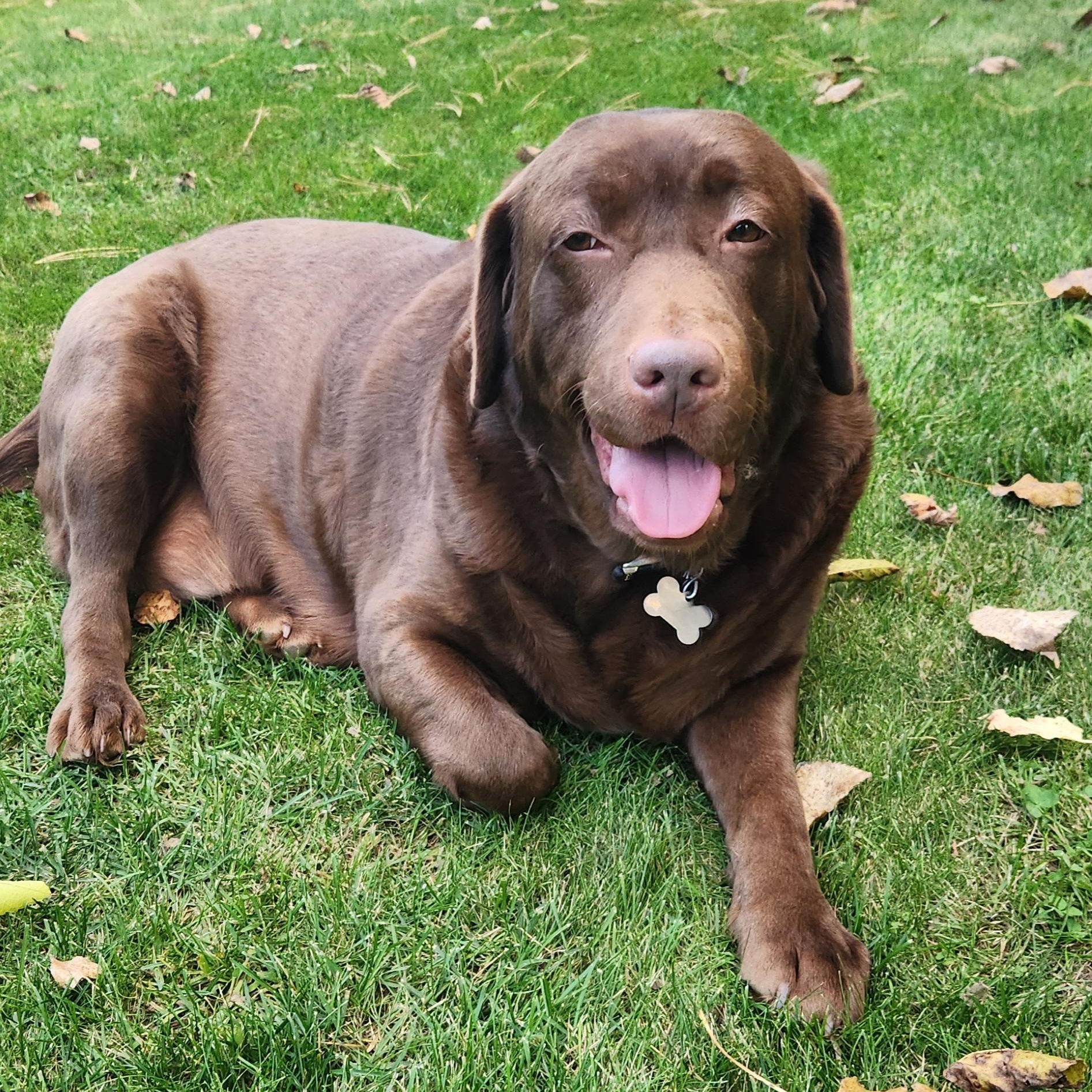 Good Girl-Home visit in process, a Adoptable Chocolate Labrador Retriever in Hartland, WI image 2/5