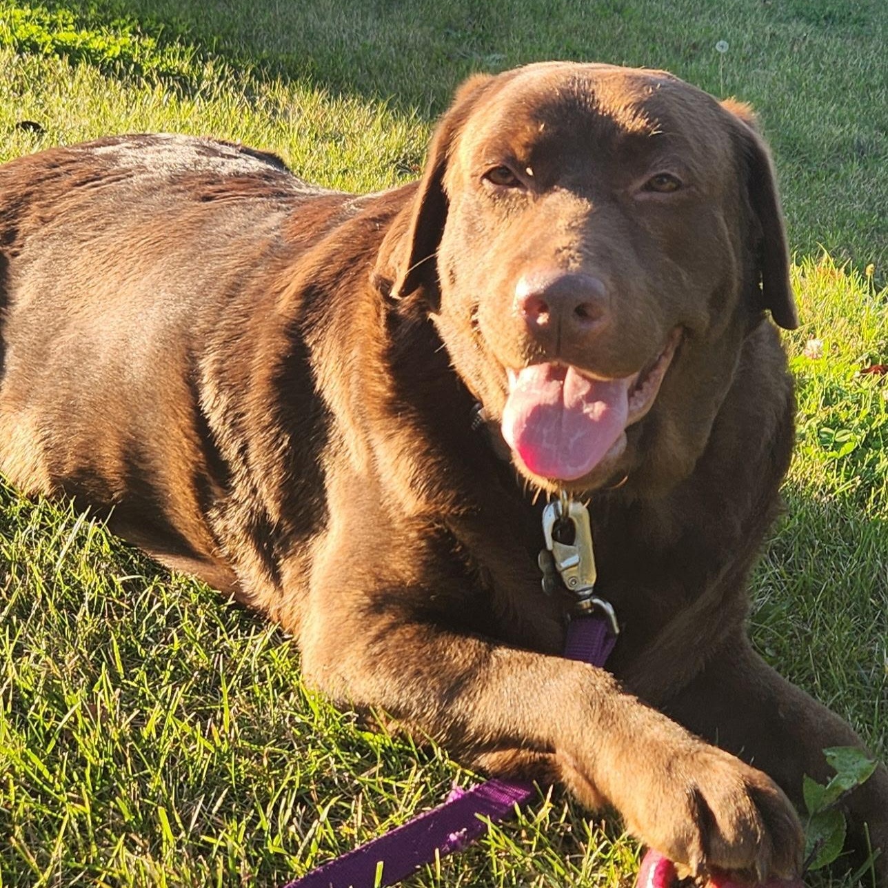Good Girl-Home visit in process, a Adoptable Chocolate Labrador Retriever in Hartland, WI image 4/5