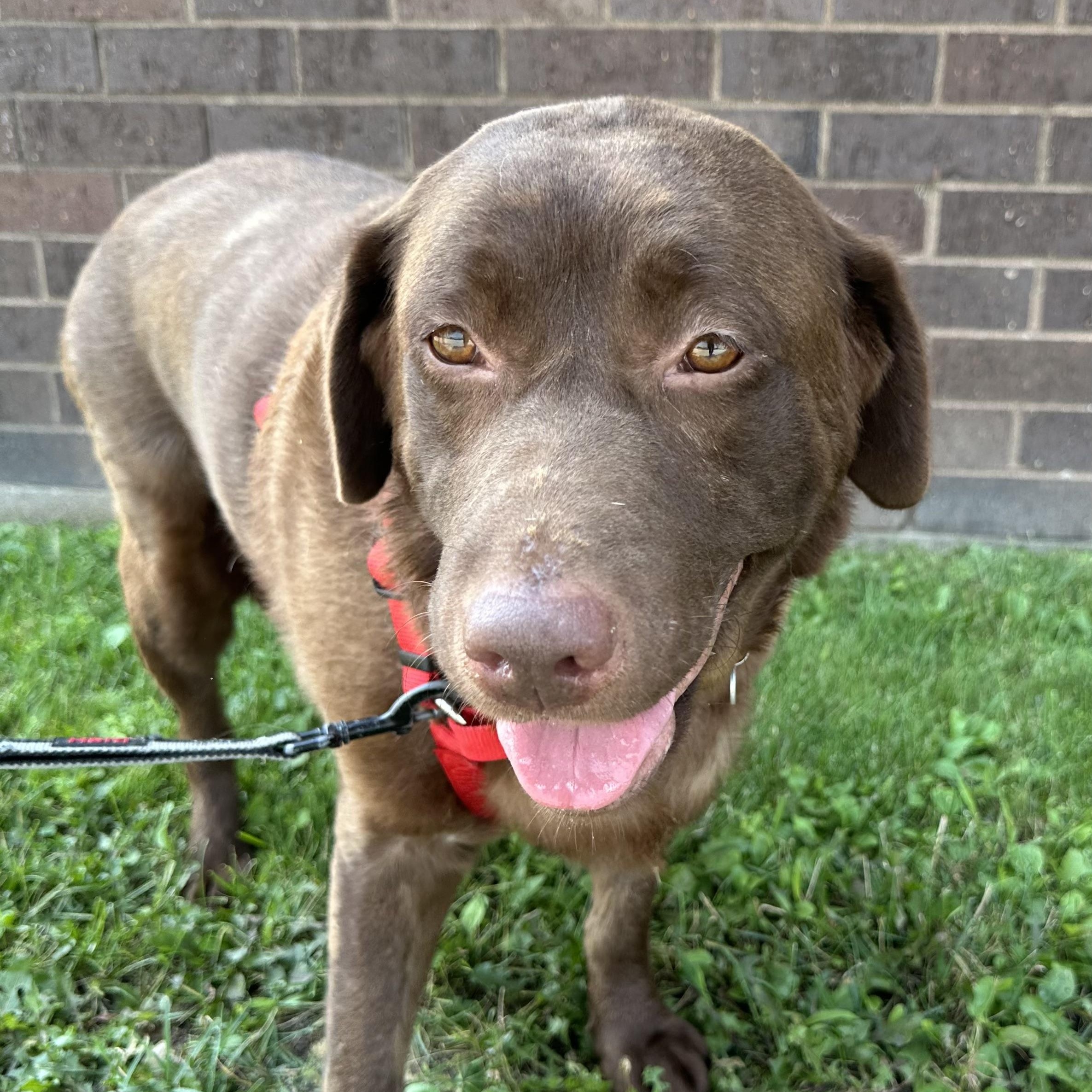 Good Girl - Foster Home Needed
