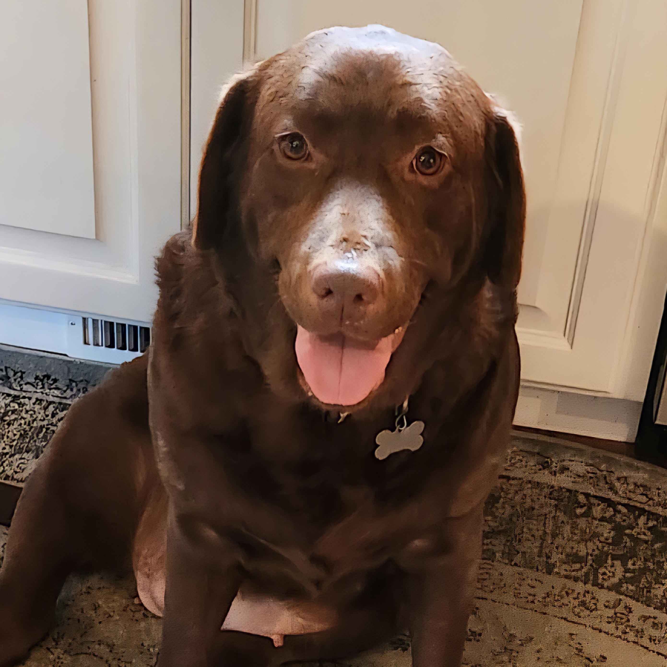 Good Girl-Home visit in process, a Adoptable Chocolate Labrador Retriever in Hartland, WI image 5/5