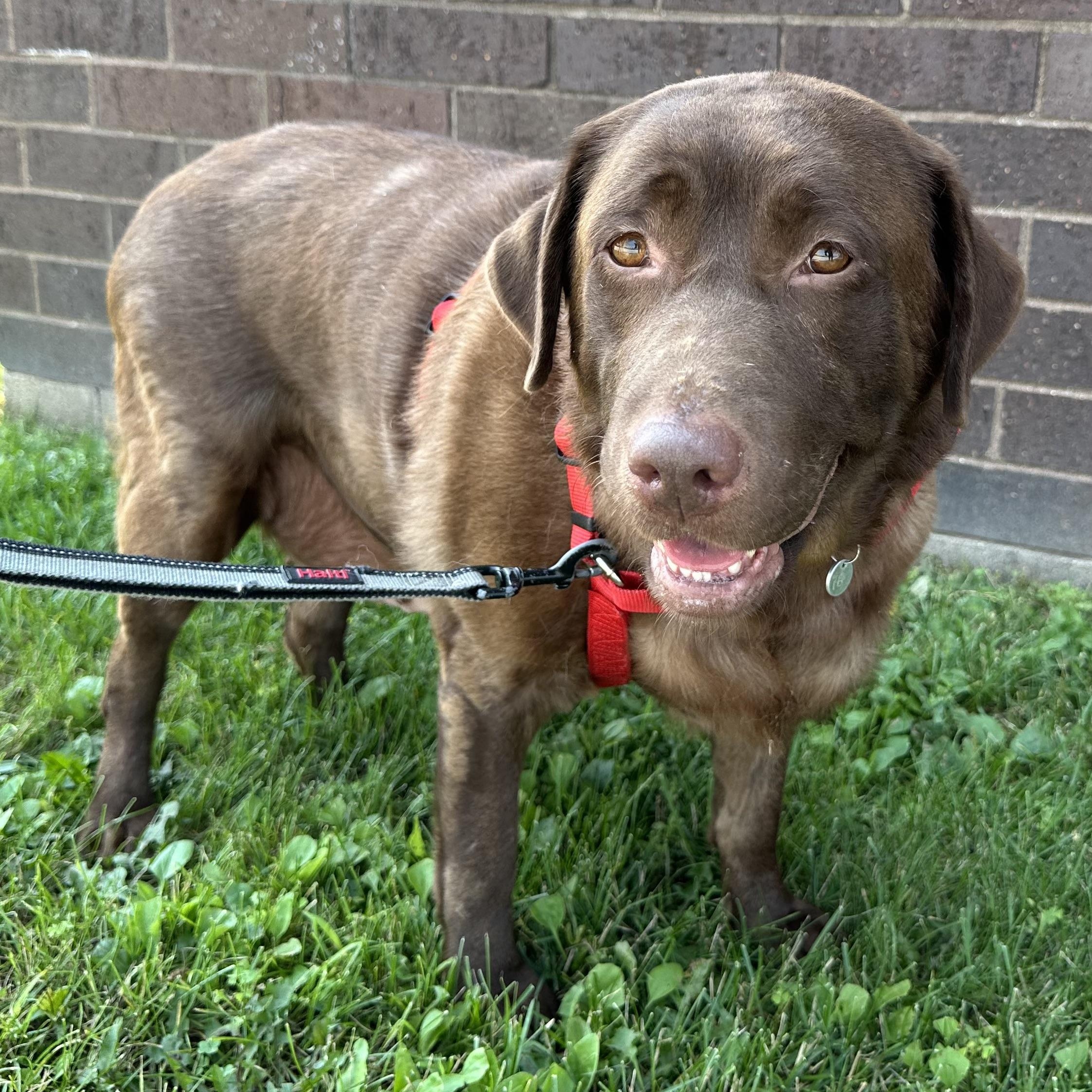 Good Girl - Foster Home Needed