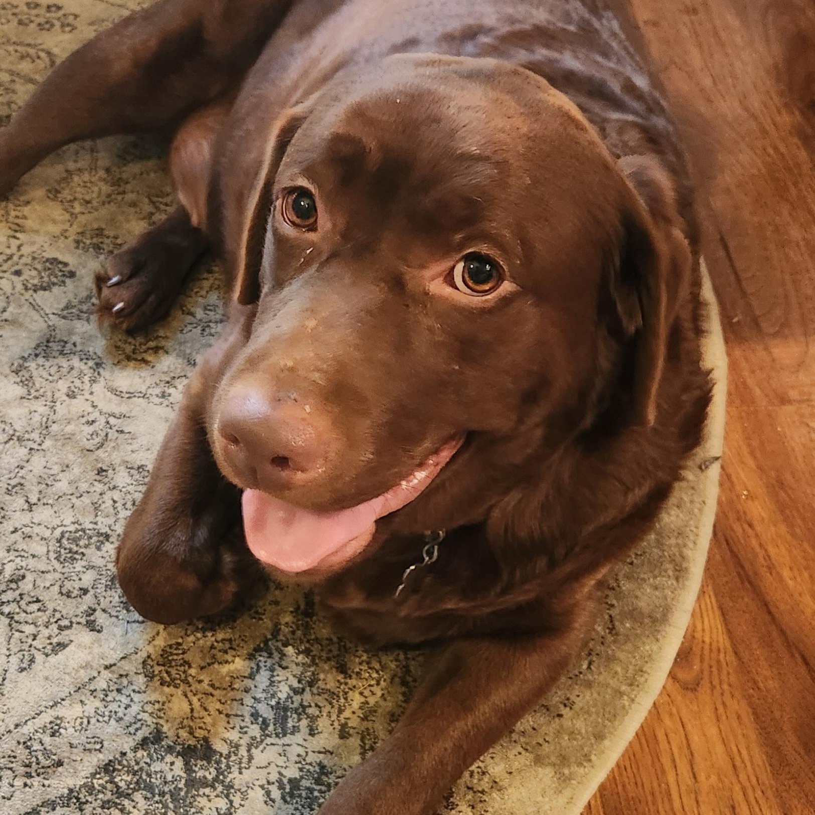 Good Girl-Home visit in process, a Adoptable Chocolate Labrador Retriever in Hartland, WI image 3/5