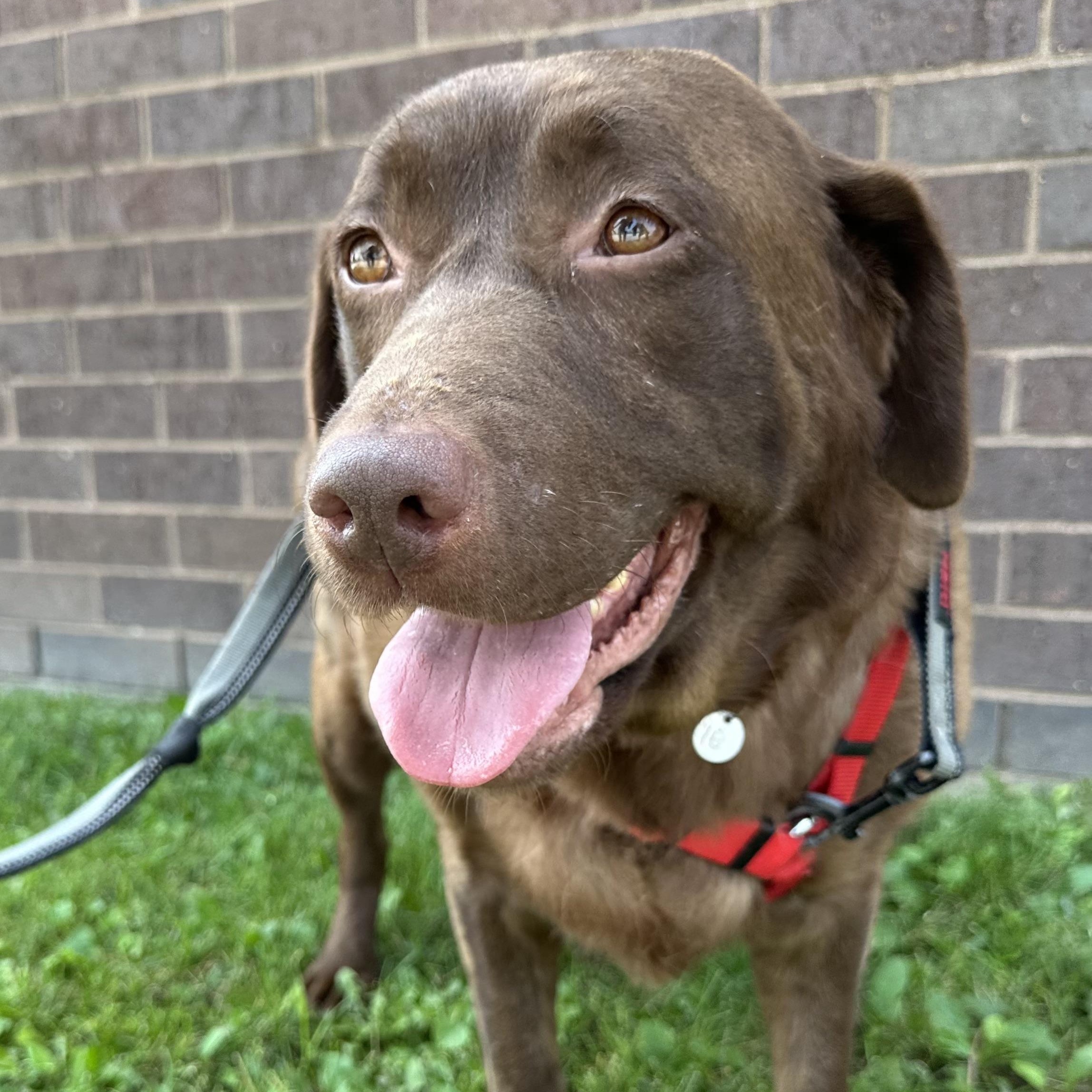 Good Girl - Foster Home Needed